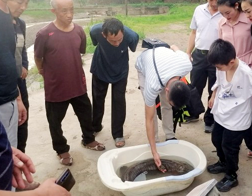 镇雄县放生一条国家二级保护水生动物娃娃鱼